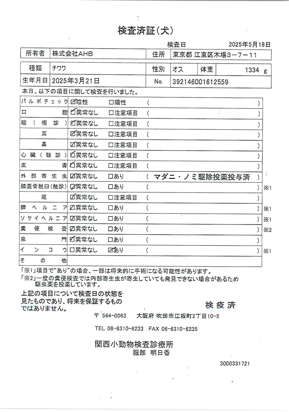 チワワ
