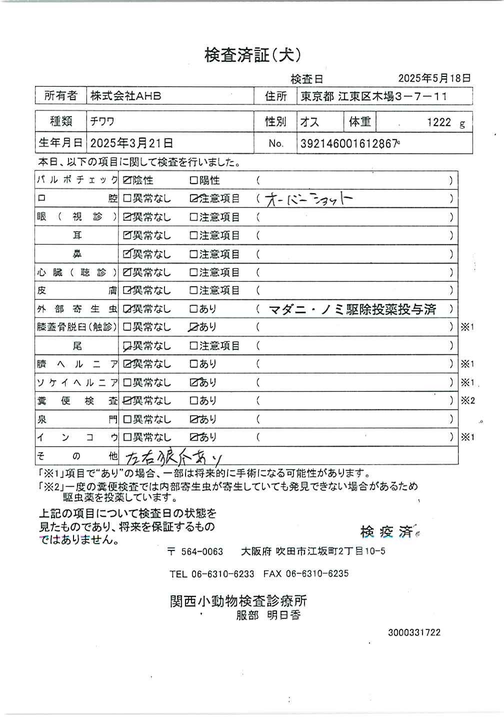 チワワ