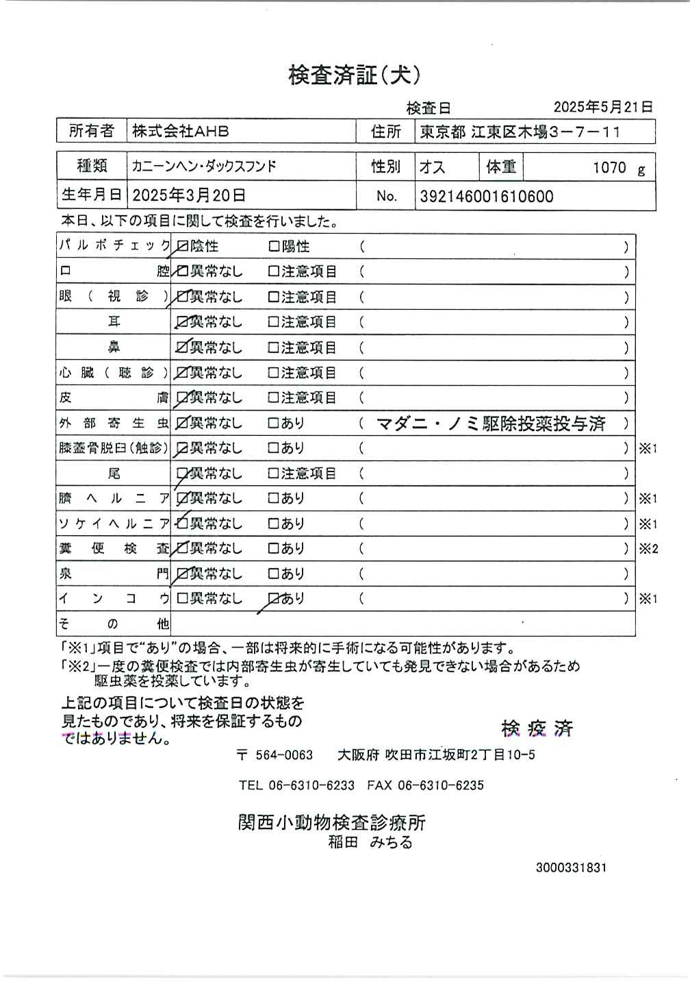 カニーンヘン・ダックスフンド