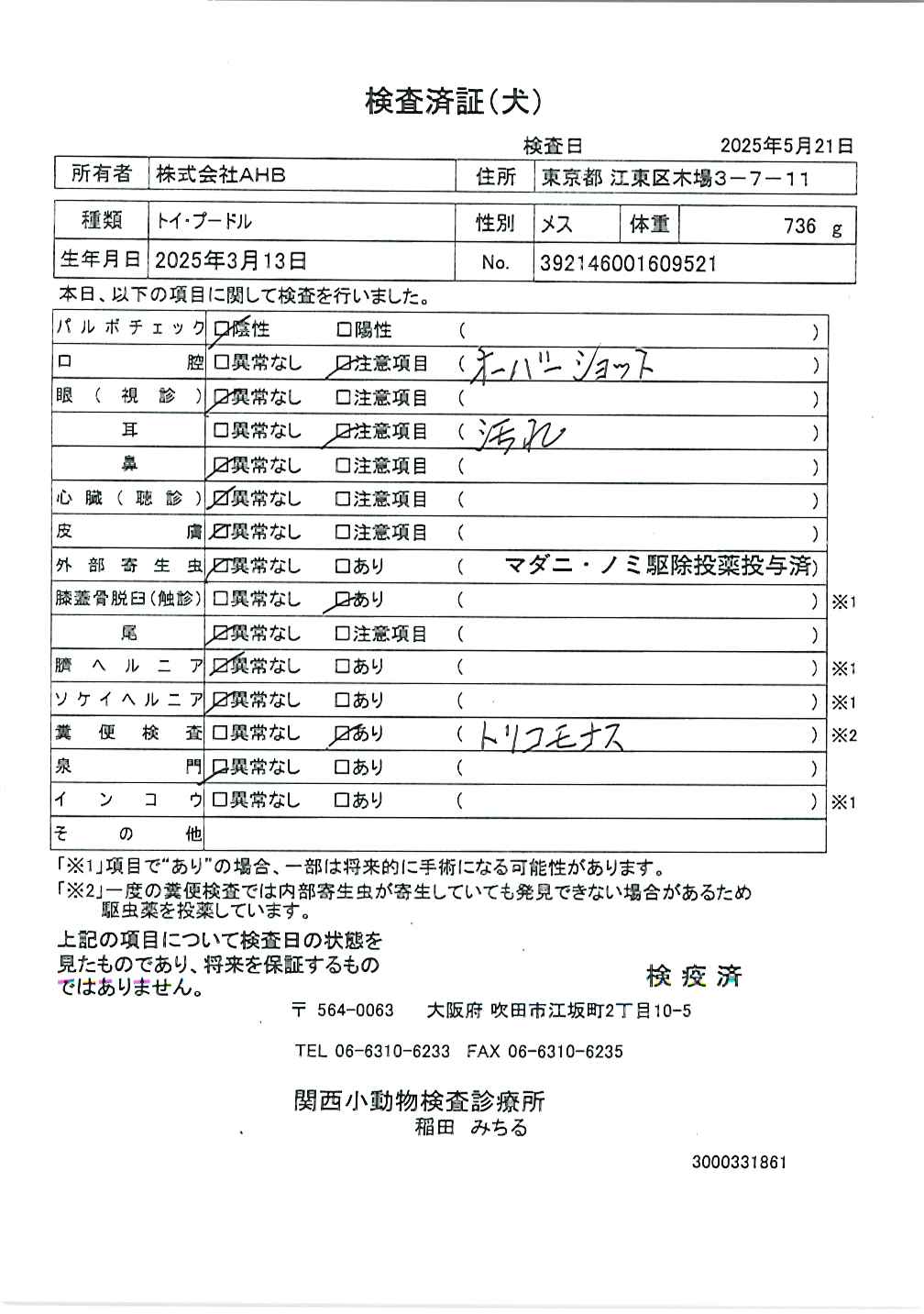 トイ・プードル