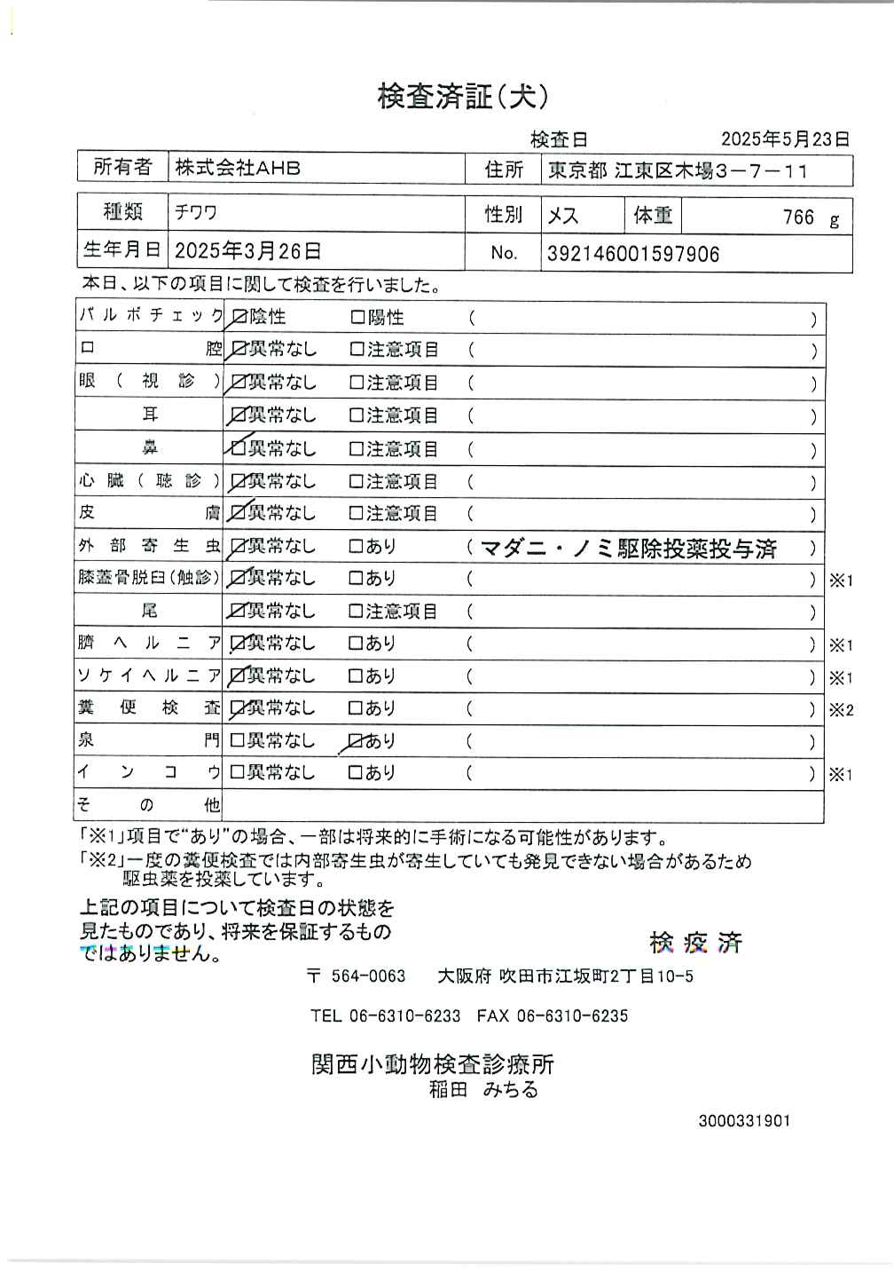 チワワ