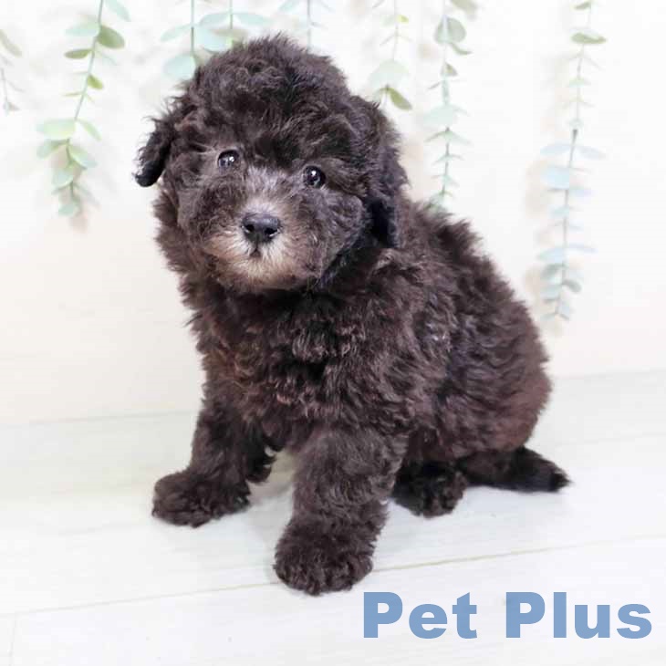 大阪府のトイプードル(トイ) (ペットプラス松原店/2025年3月25日生まれ/男の子/シルバー)の子犬