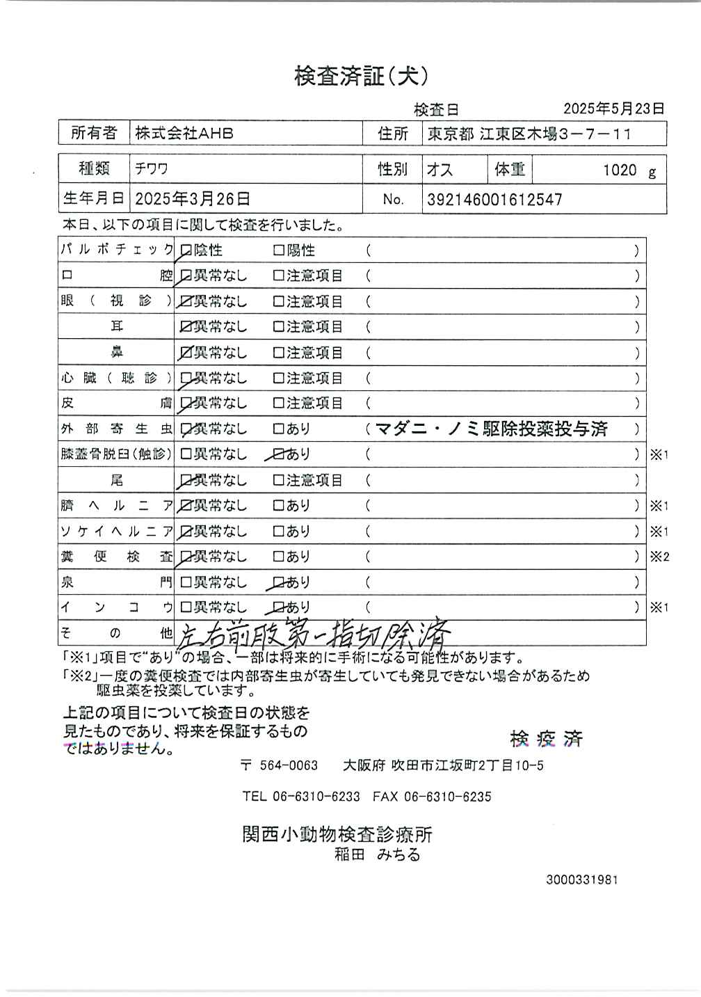 チワワ