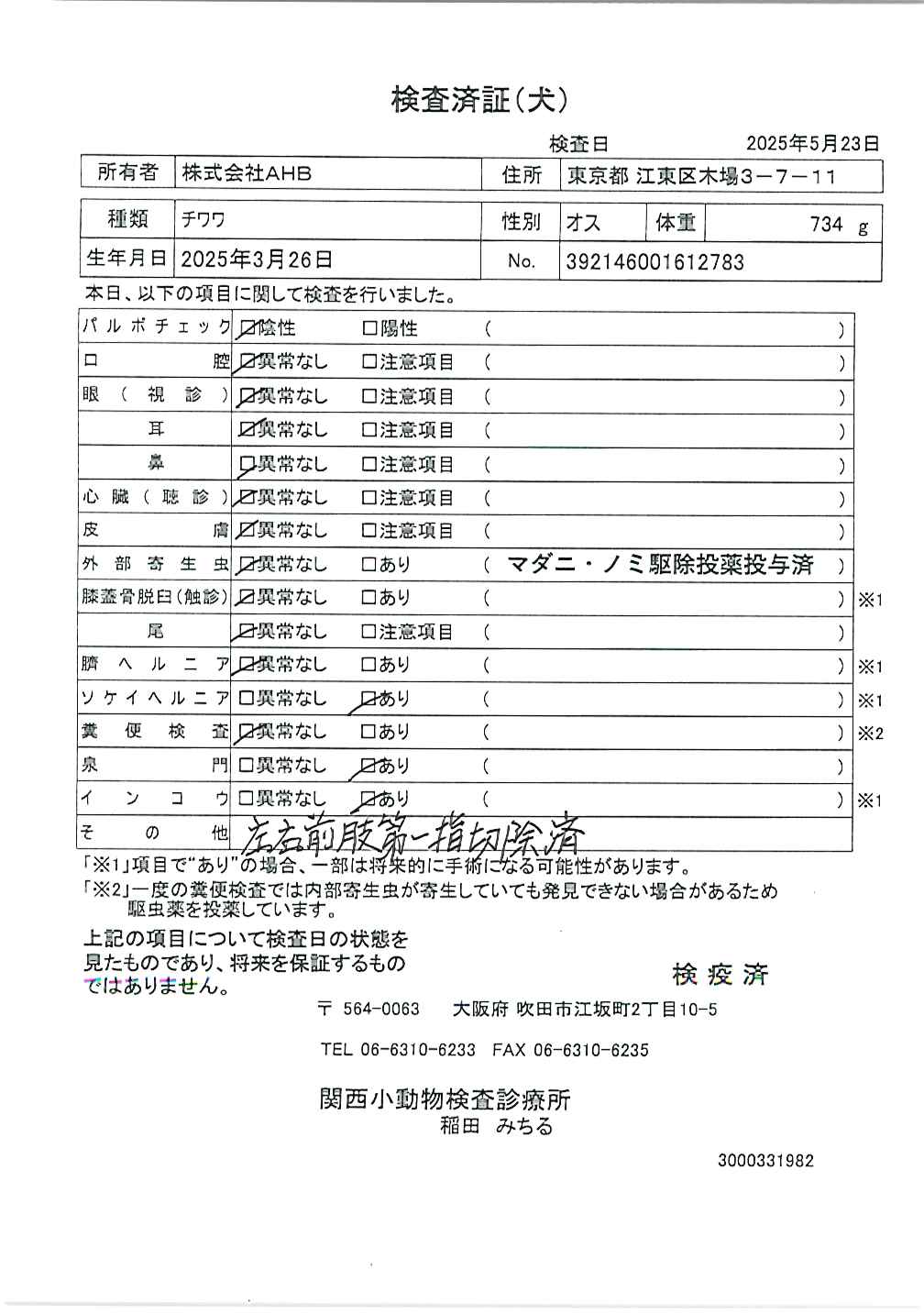 チワワ