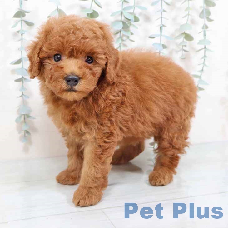 大阪府のトイプードル(トイ) (ペットプラス鶴見店/2025年3月27日生まれ/男の子/レッド)の子犬