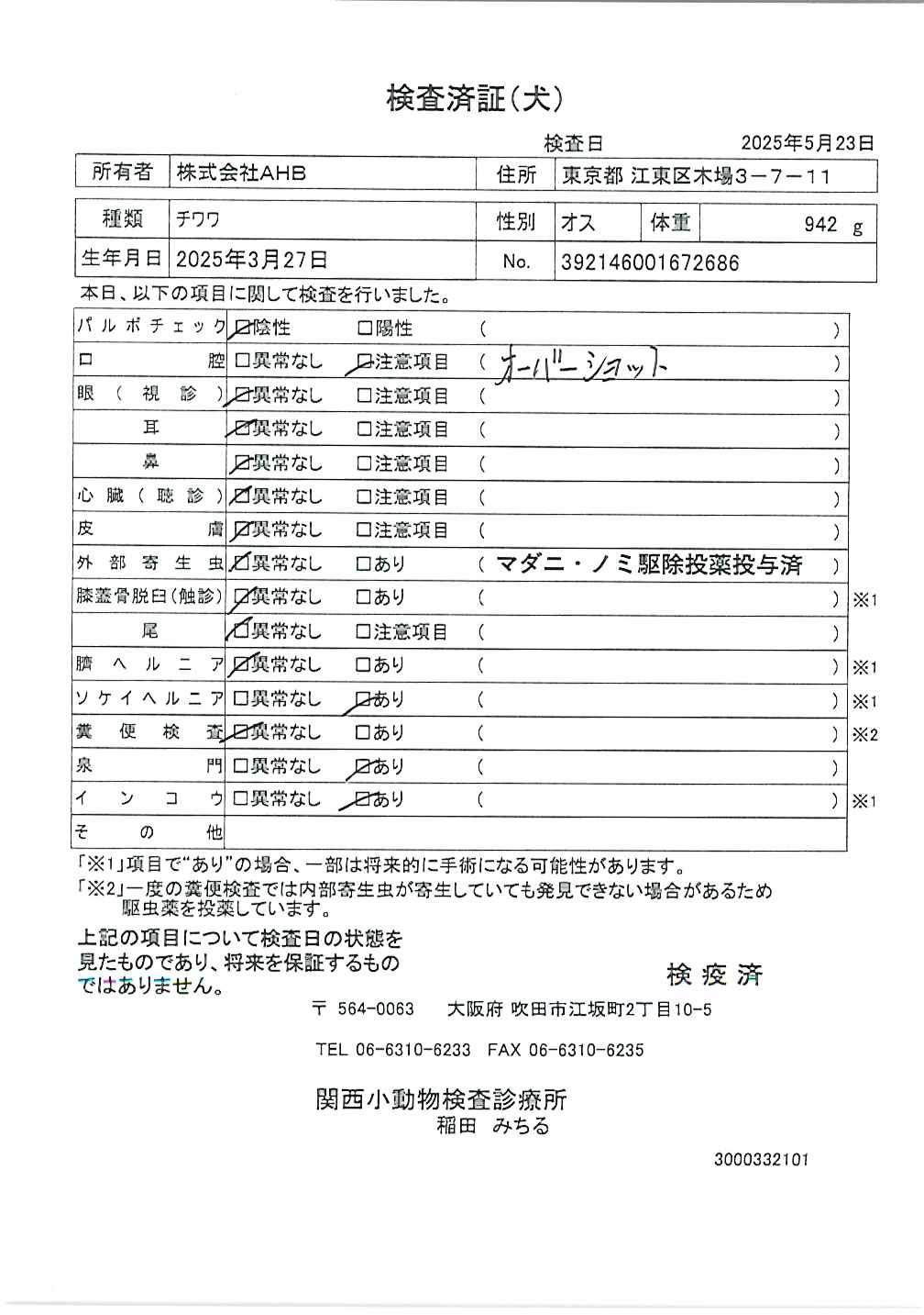 チワワ