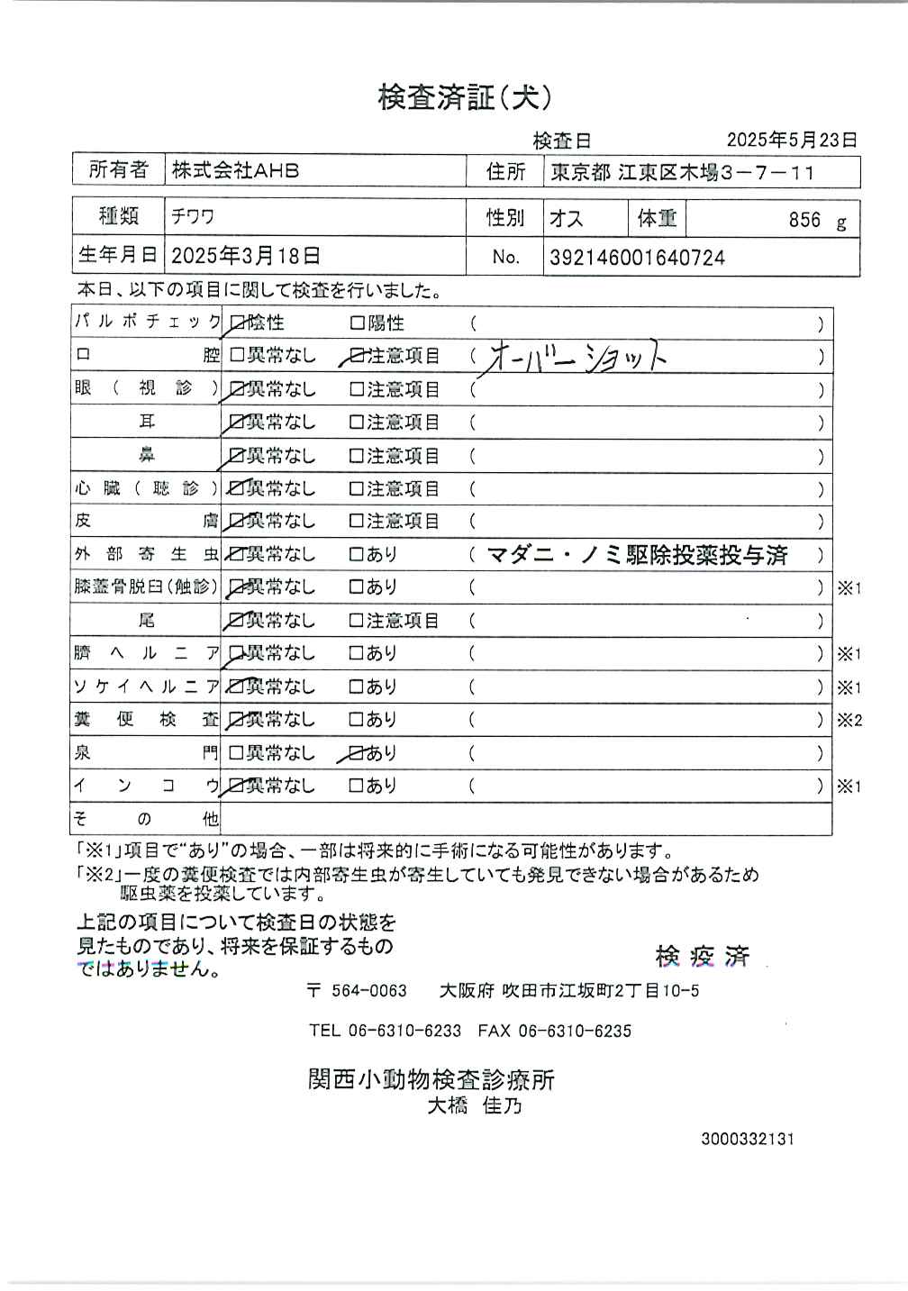 チワワ
