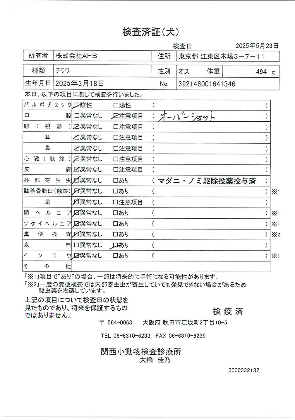 チワワ