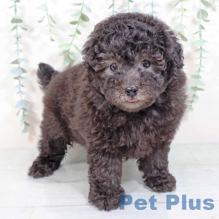 兵庫県のトイプードル(トイ) (ペットプラス明石店/2025年3月25日生まれ/男の子/シルバー)の子犬
