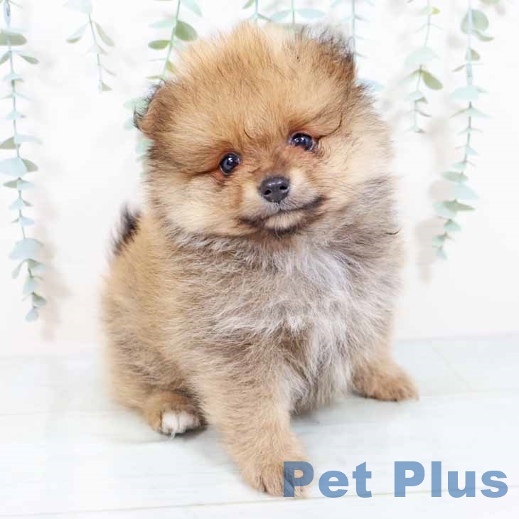 大阪府のポメラニアン (ペットプラス鶴見店/2025年3月26日生まれ/男の子/オレンジ)の子犬