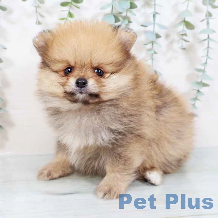 京都府のポメラニアン (ペットプラスイオンモールKYOTO店/2025年3月26日生まれ/男の子/オレンジ)の子犬
