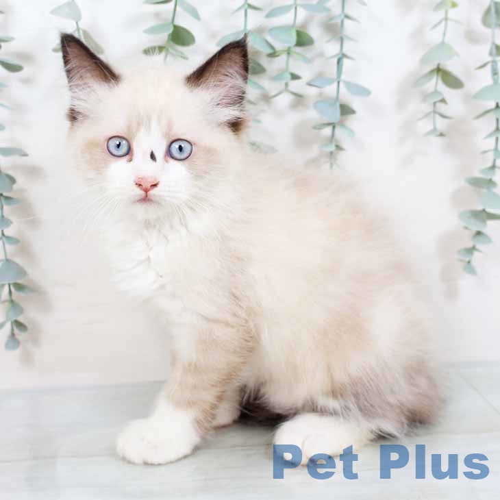 大阪府のラグドール (ペットプラスイオン大日店/2025年3月27日生まれ/男の子/シールポイント)の子猫