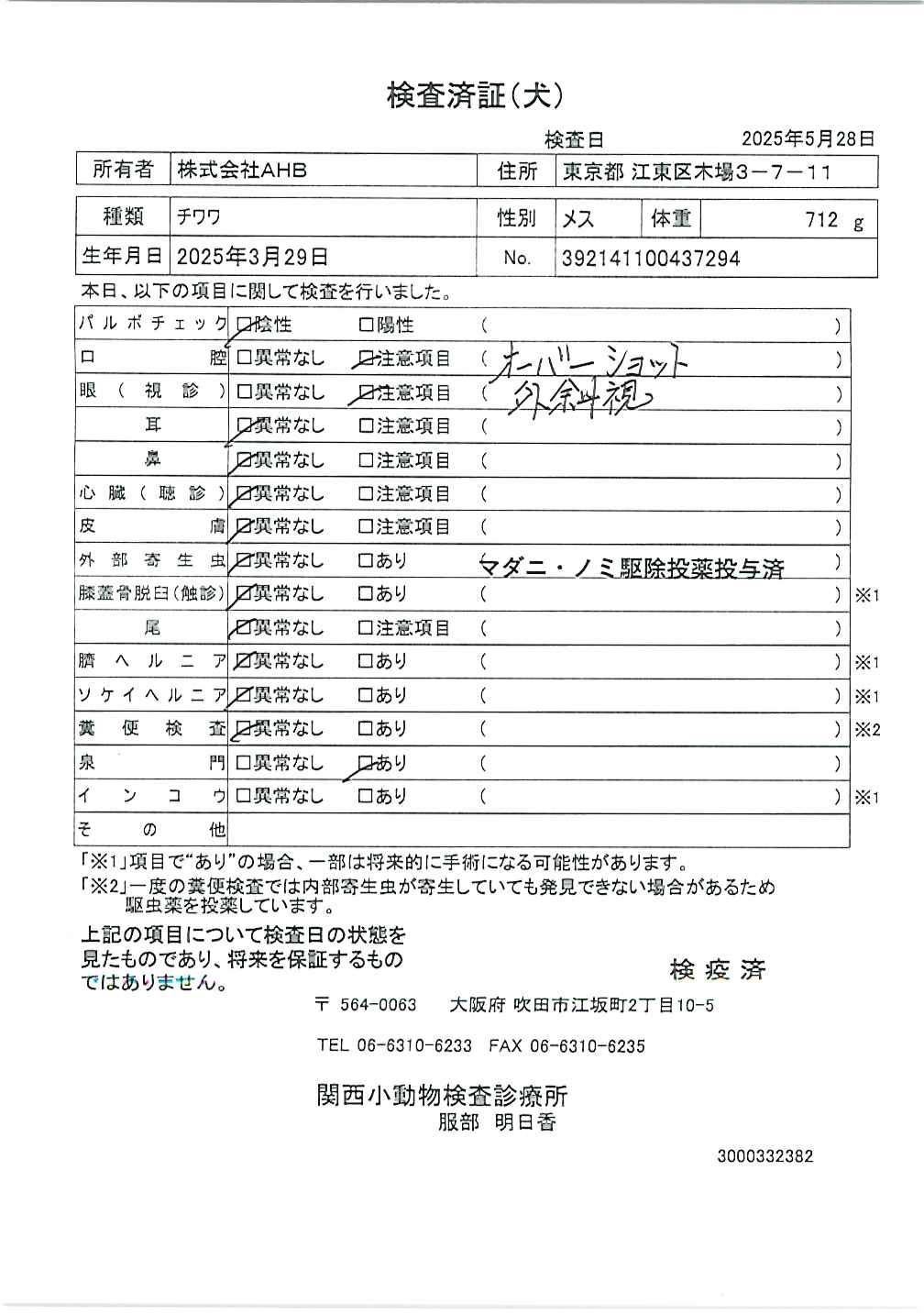 チワワ
