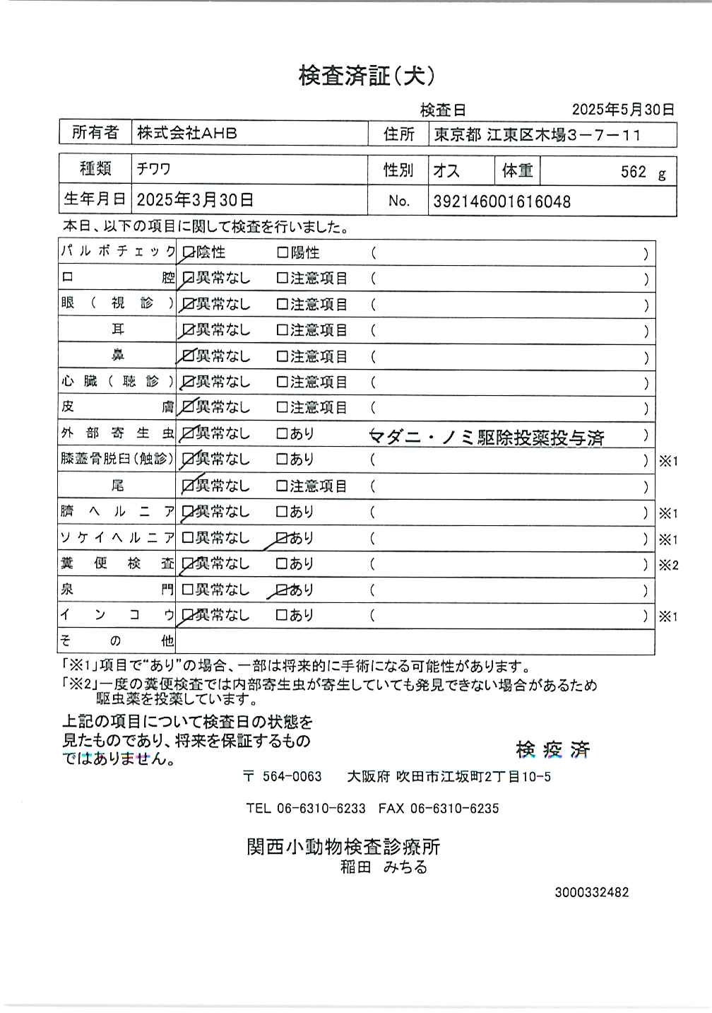 チワワ