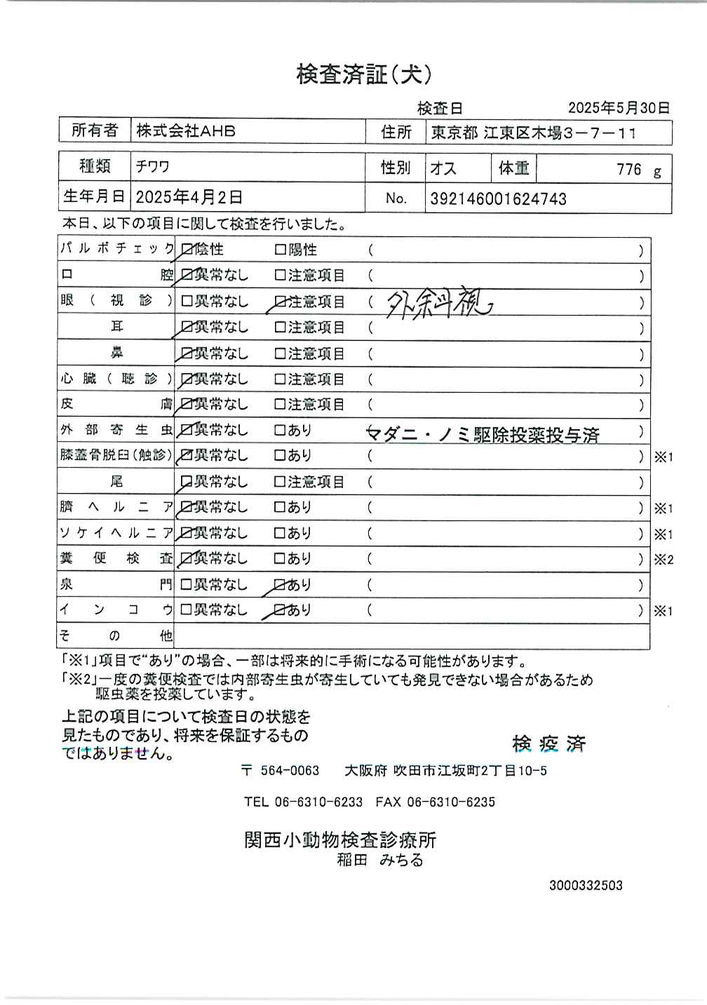チワワ