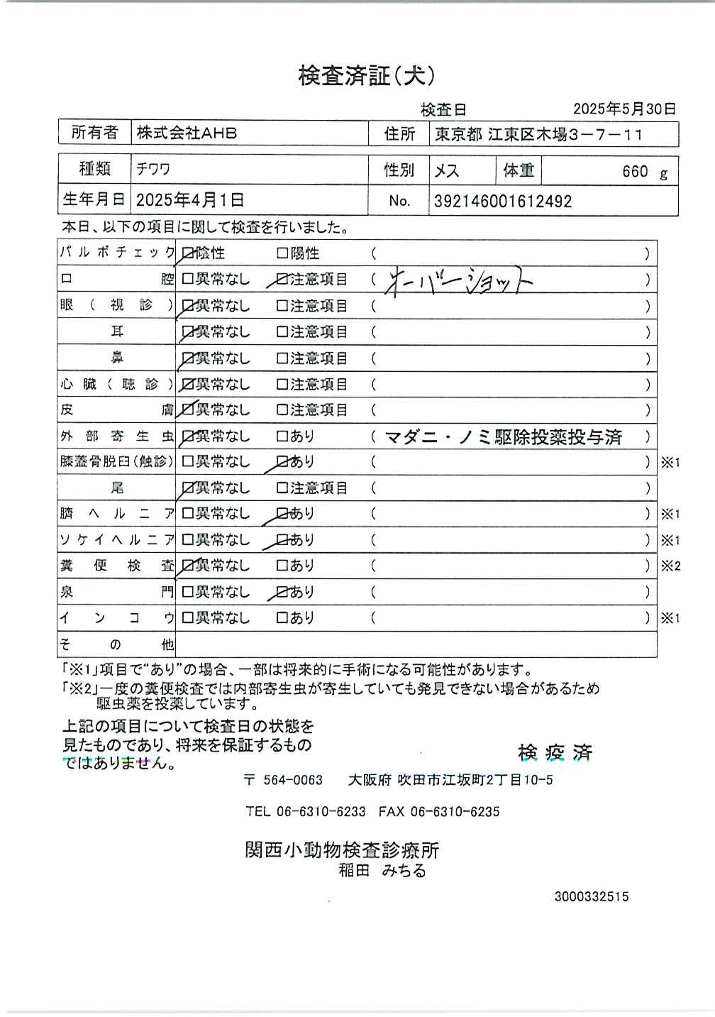 チワワ