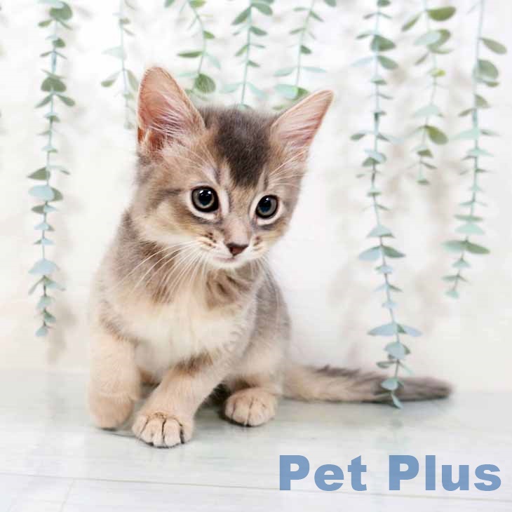 大阪府のソマリ (ペットプラスイオン大日店/2025年4月2日生まれ/男の子/ブルー)の子猫