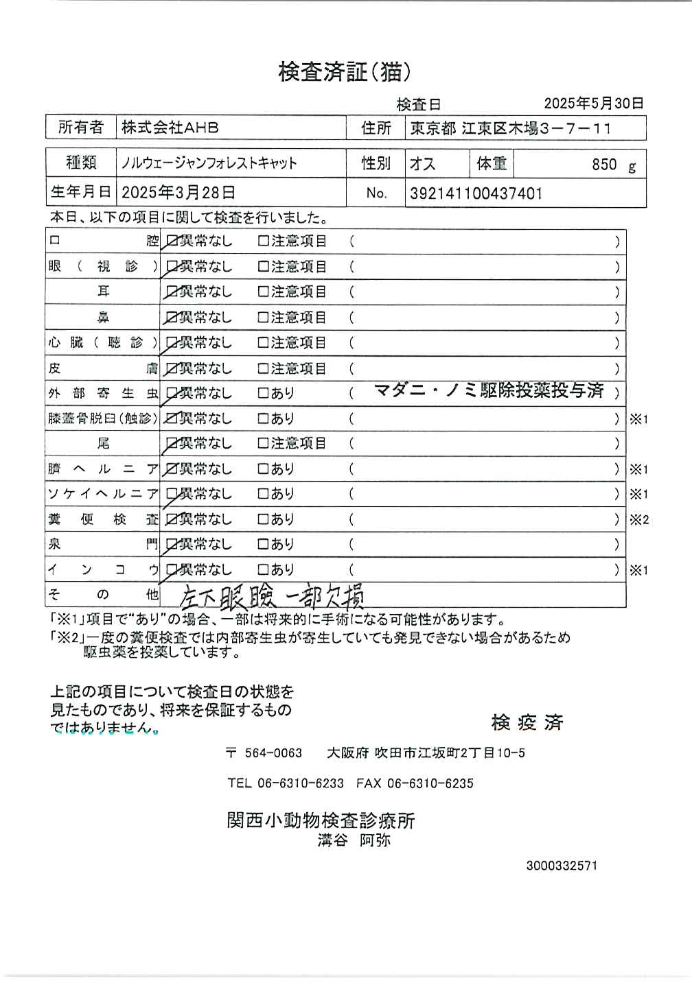 ノルウェージャンフォレストキャット