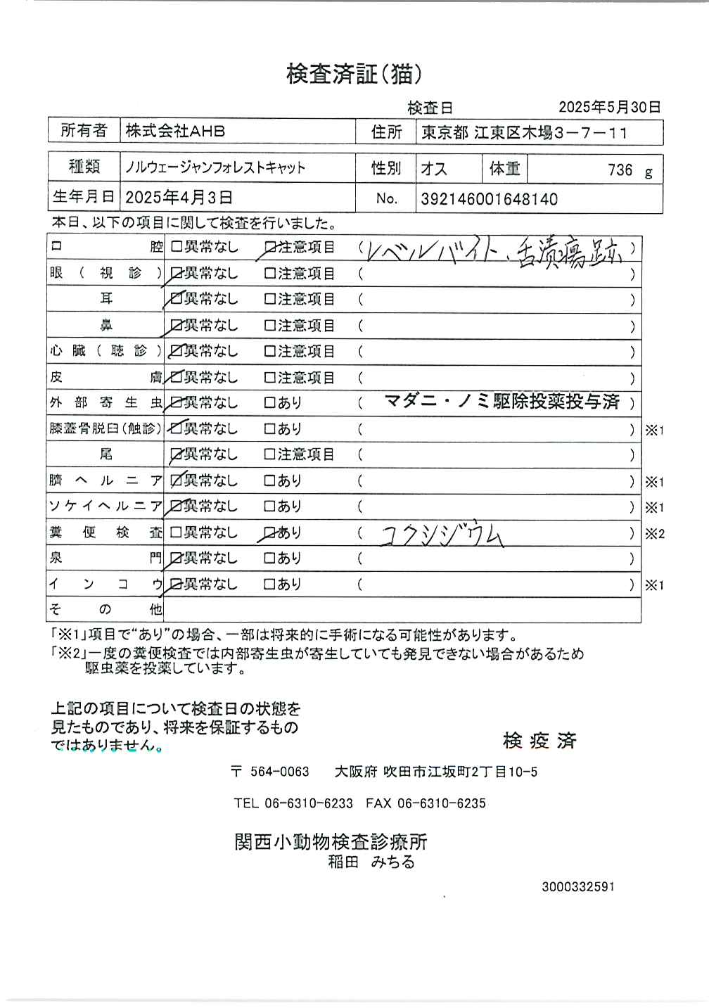 ノルウェージャンフォレストキャット