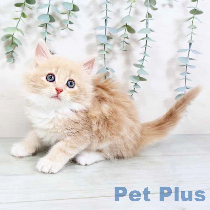 ノルウェージャンフォレストキャット