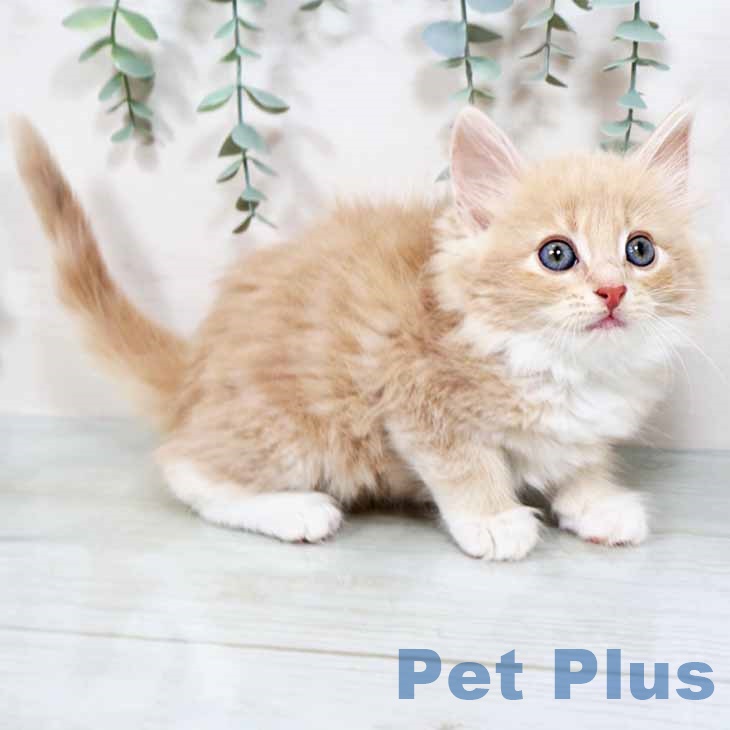 ノルウェージャンフォレストキャットの写真2