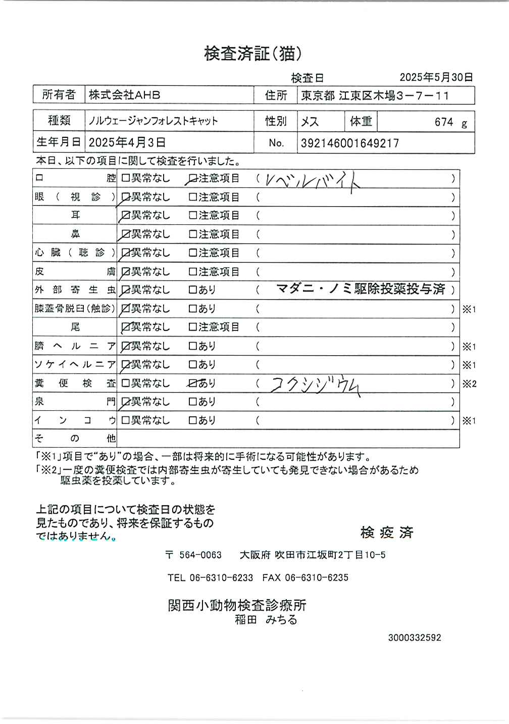 ノルウェージャンフォレストキャット