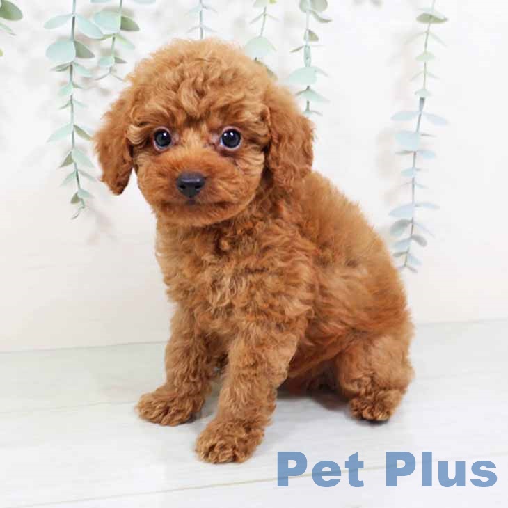 大阪府のトイプードル(トイ) (ペットプラスイオン大日店/2025年4月3日生まれ/男の子/レッド)の子犬