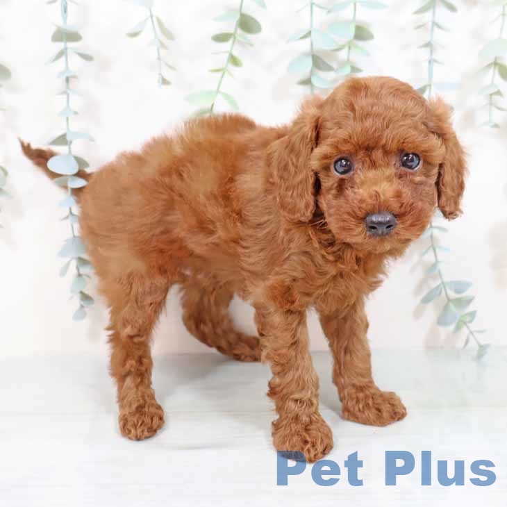 大阪府のトイプードル(トイ) (ペットプラス四條畷店/2025年4月3日生まれ/男の子/レッド)の子犬