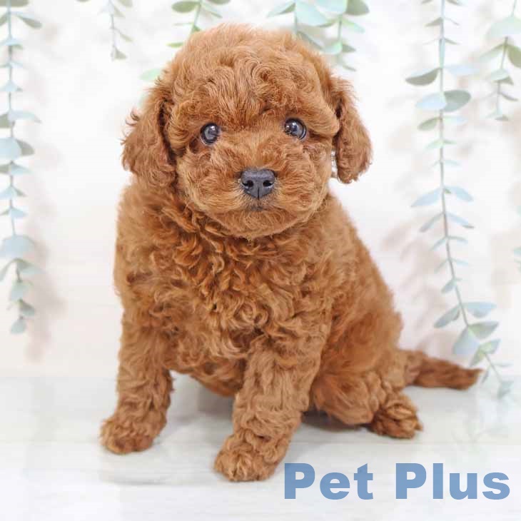 兵庫県のトイプードル(トイ) (ペットプラス明石店/2025年4月4日生まれ/男の子/レッド)の子犬