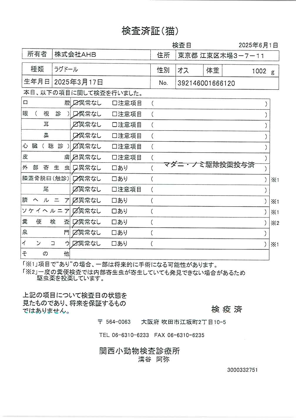 ラグドール