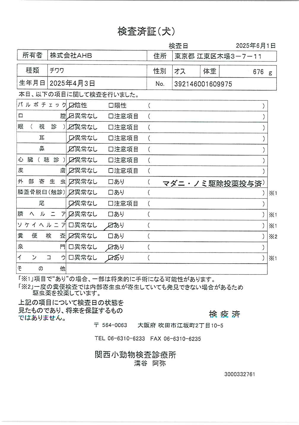 チワワ