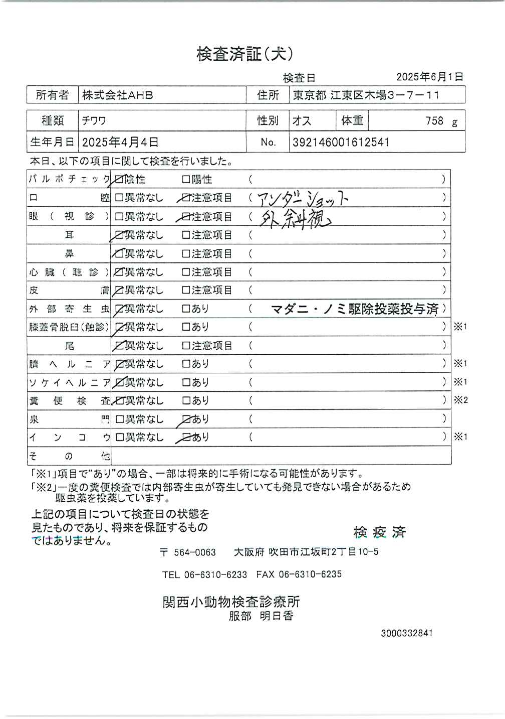 チワワ