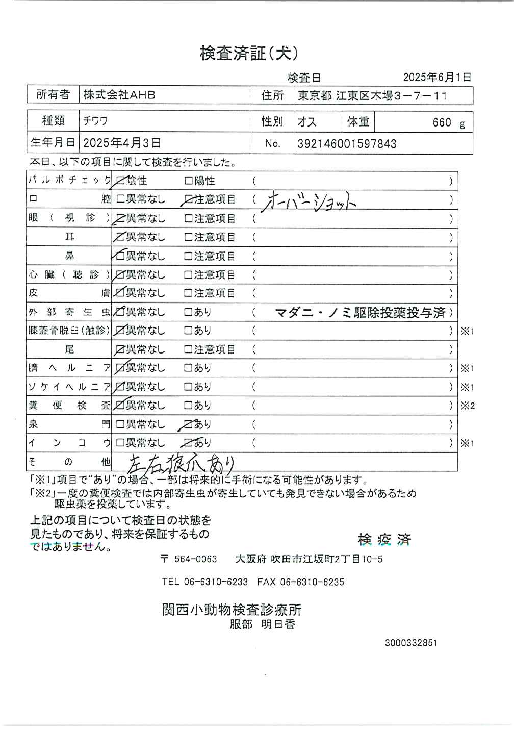 チワワ