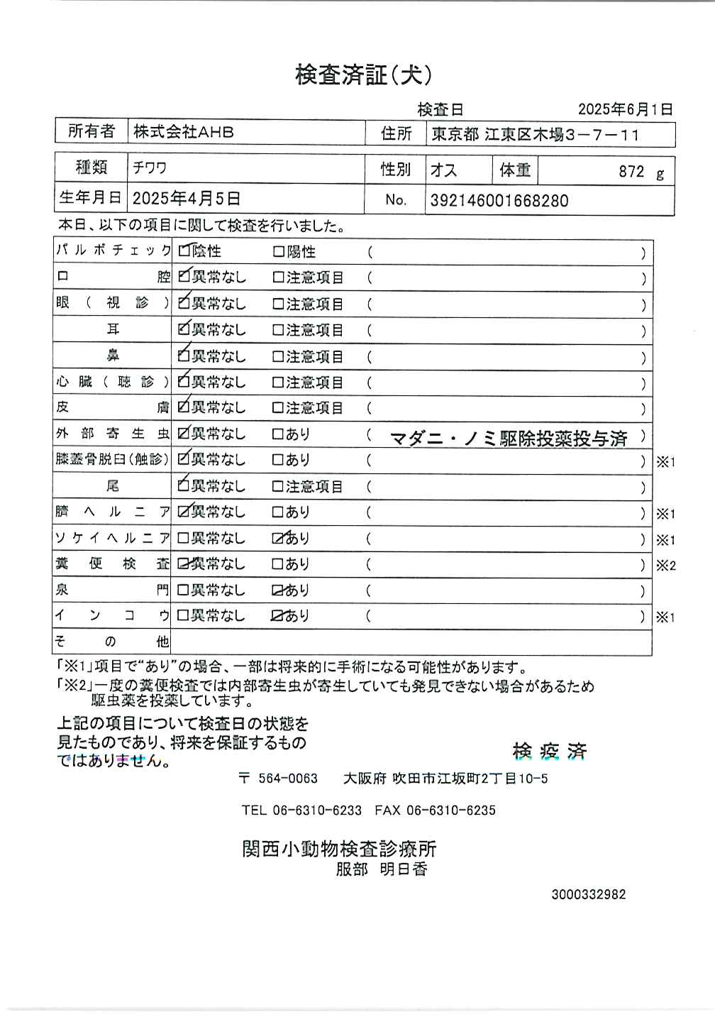 チワワ