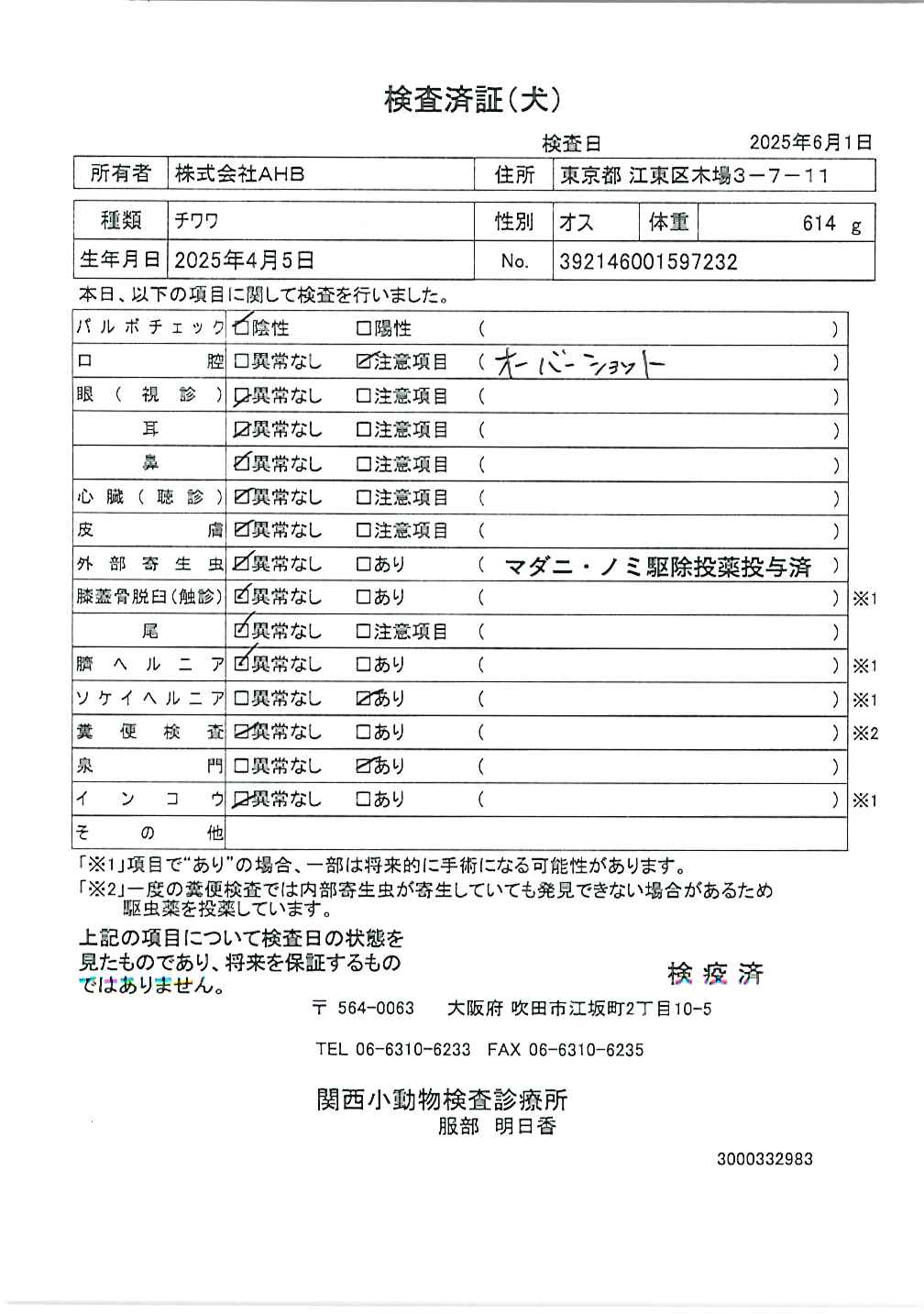チワワ