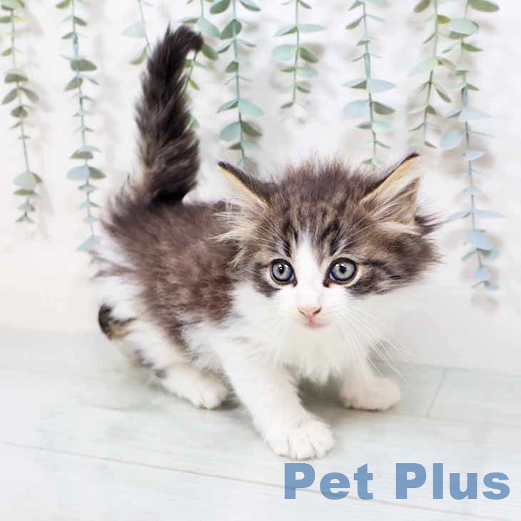 ノルウェージャンフォレストキャットの写真2