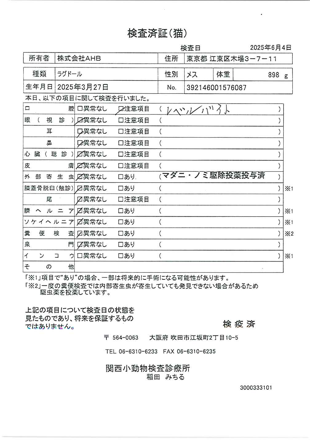 ラグドール