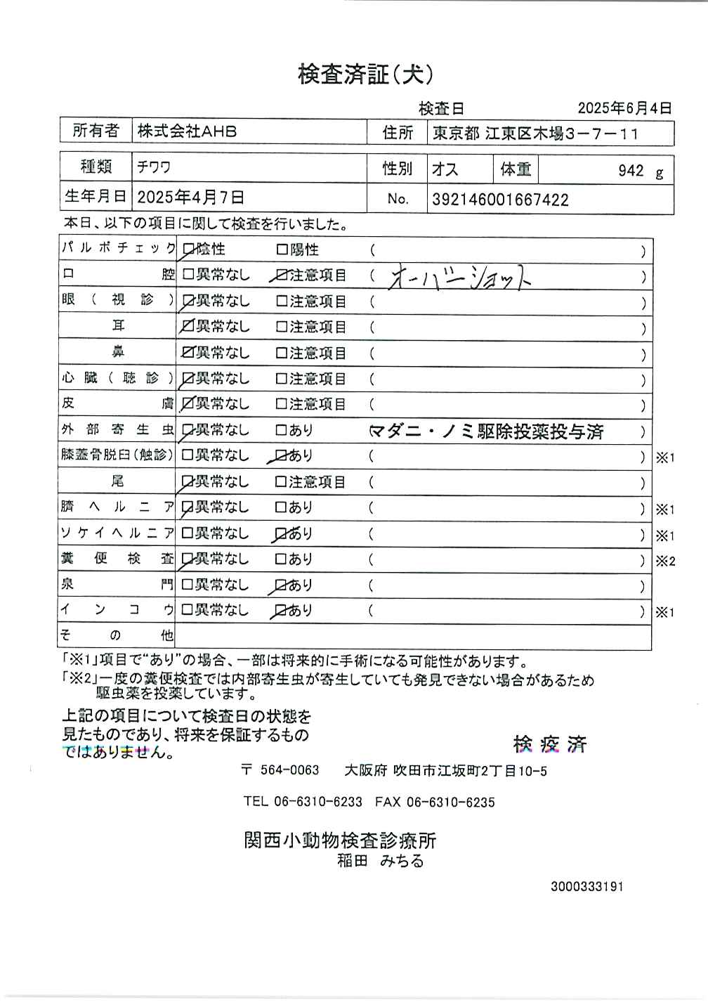 チワワ