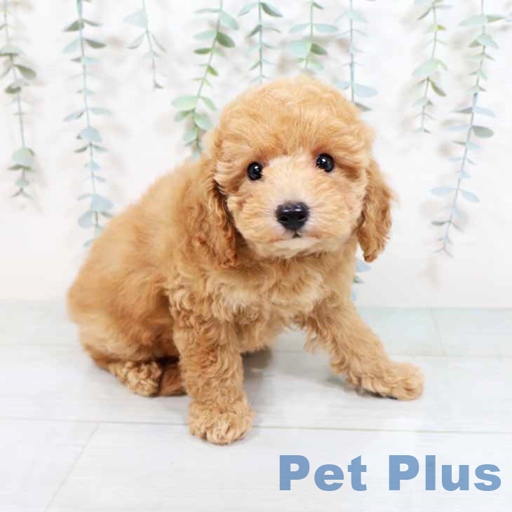 京都府のトイプードル(トイ) (ペットプラス久御山店/2025年4月9日生まれ/女の子/レッド)の子犬