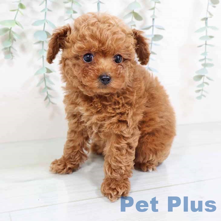 大阪府のトイプードル(トイ) (ペットプラスイオン大日店/2025年4月8日生まれ/女の子/レッド)の子犬