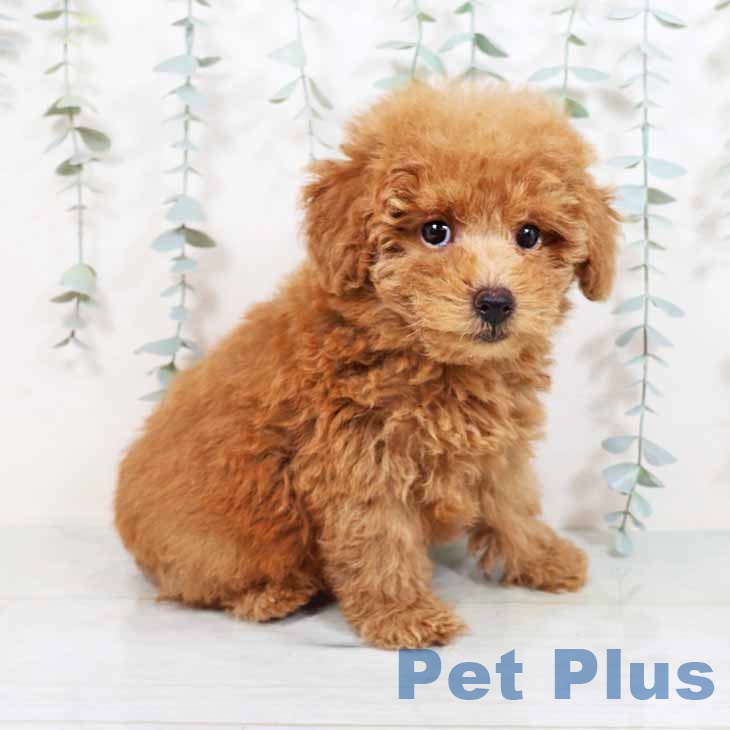 大阪府のトイプードル(トイ) (ペットプラス鶴見店/2025年4月9日生まれ/男の子/レッド)の子犬