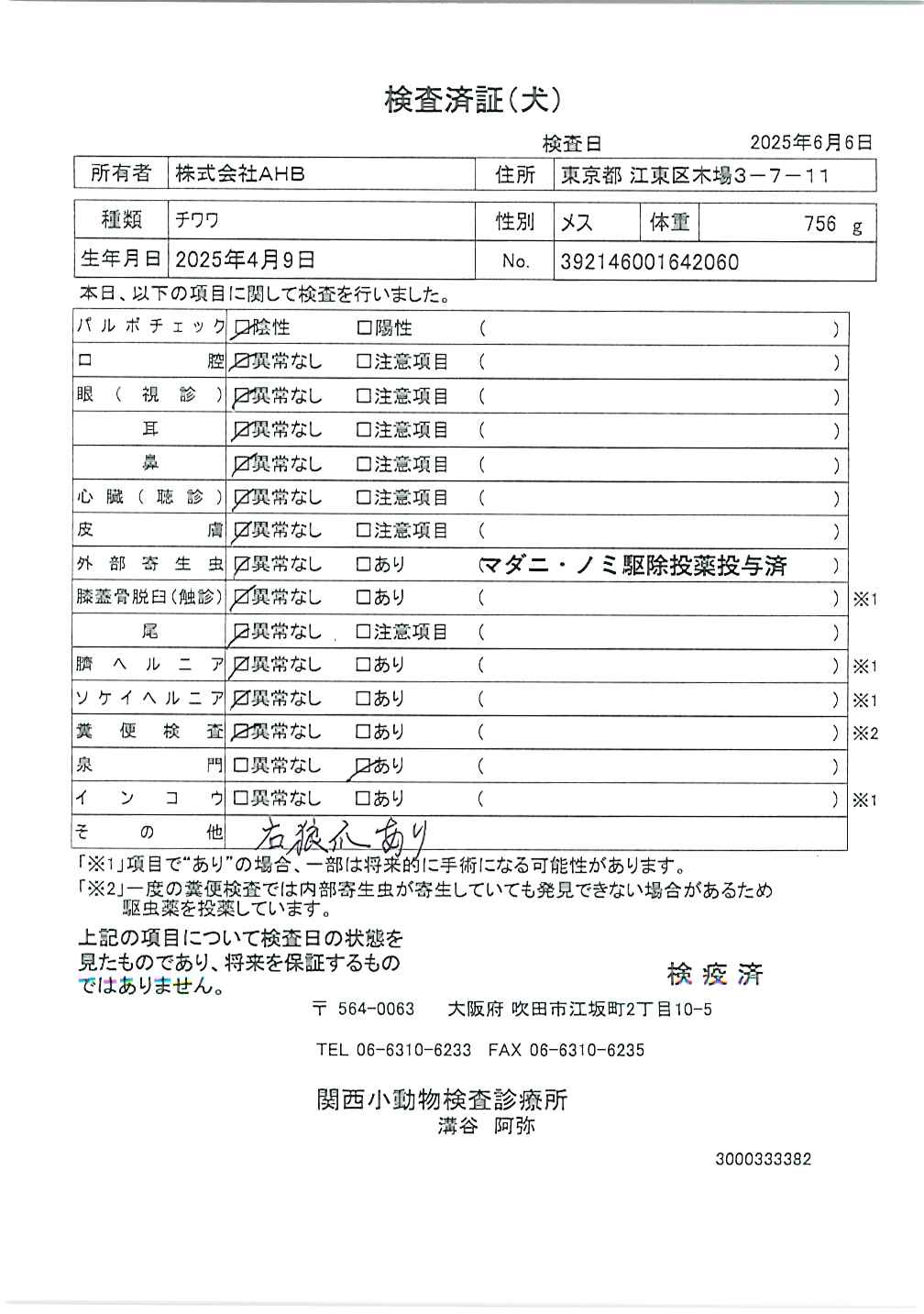 チワワ