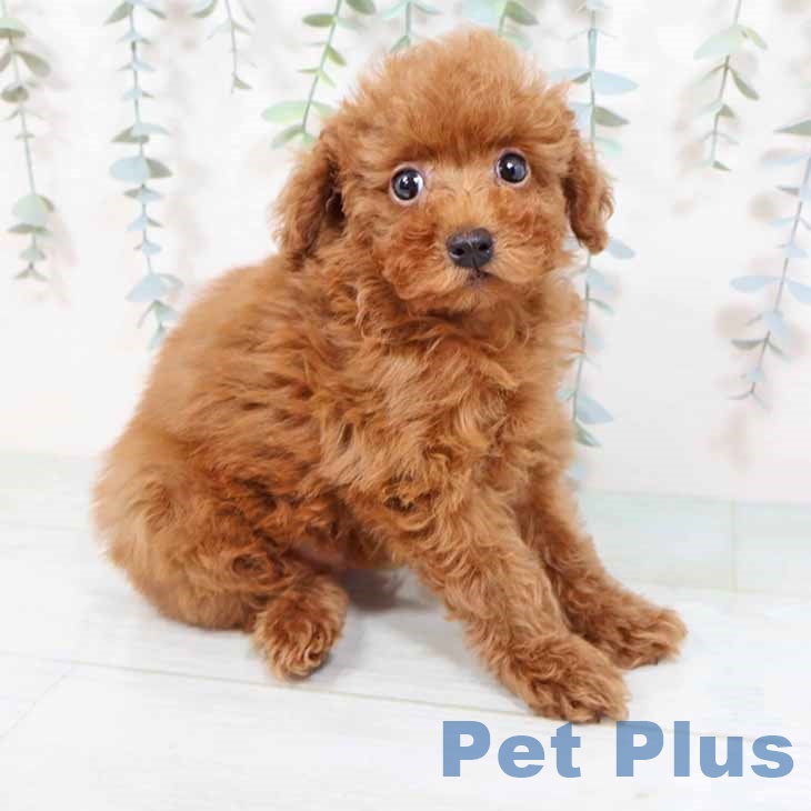 大阪府のトイプードル(トイ) (ペットプラス松原店/2025年4月6日生まれ/男の子/レッドフォーン)の子犬