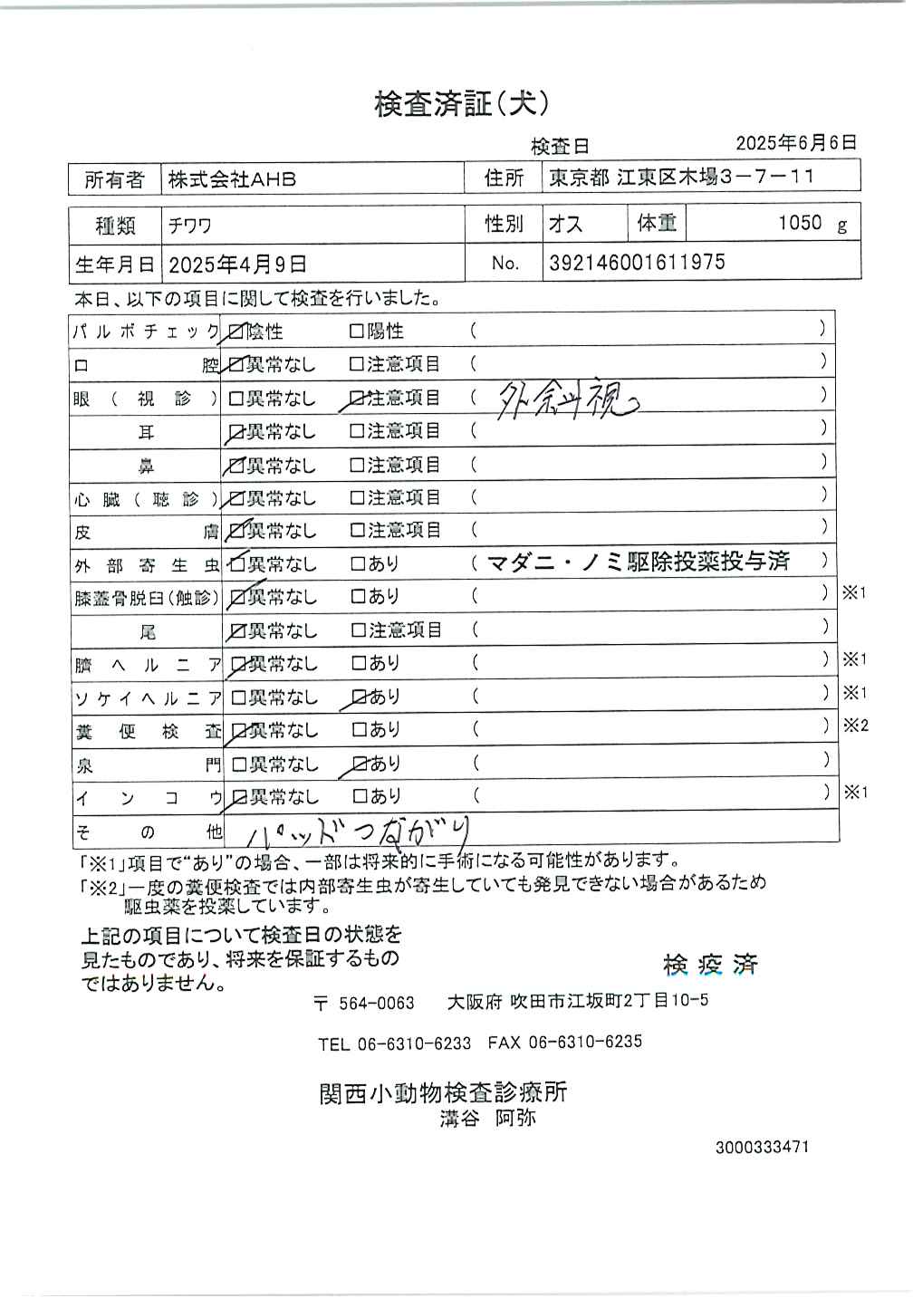 チワワ