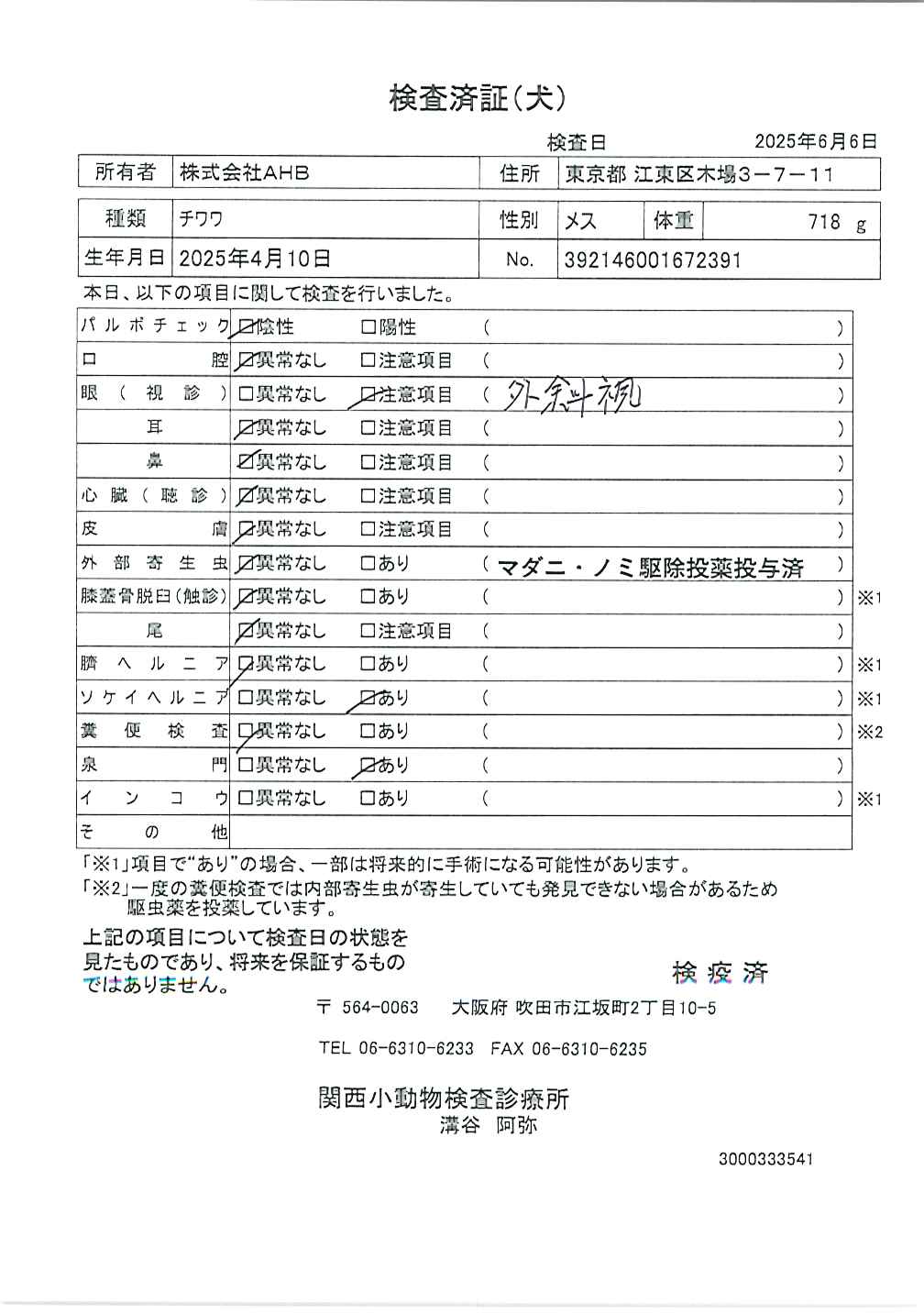 チワワ