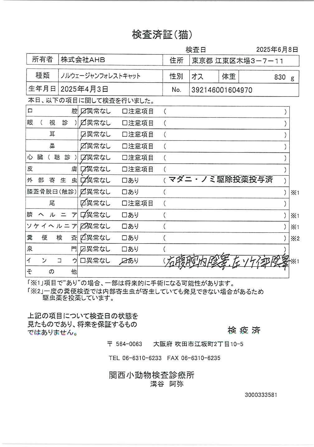 ノルウェージャンフォレストキャット