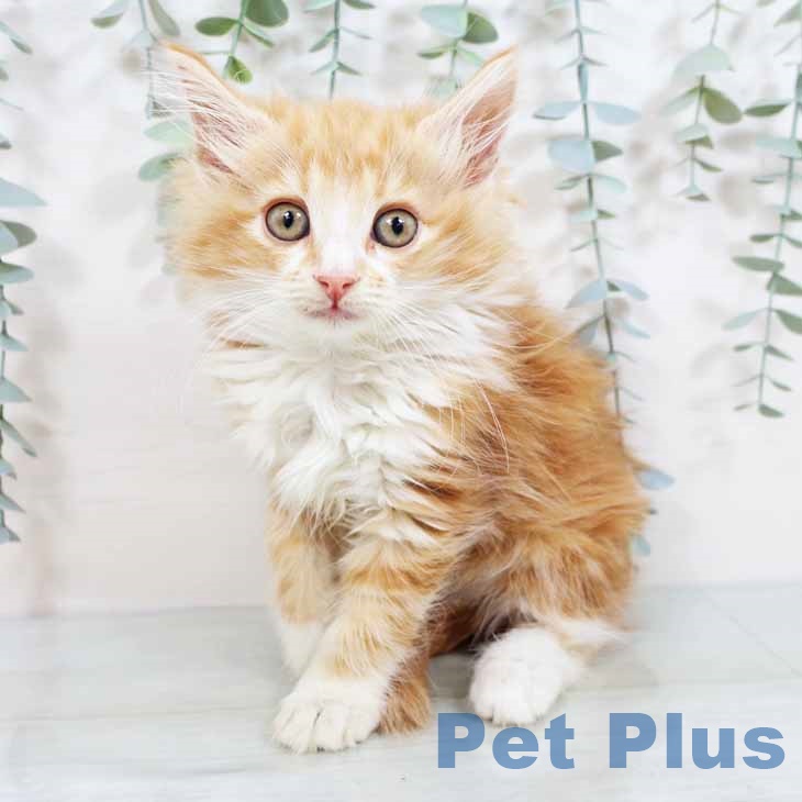 ノルウェージャンフォレストキャット