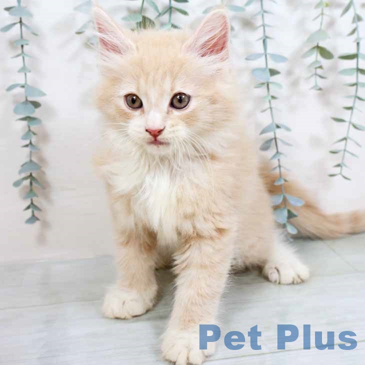 ノルウェージャンフォレストキャットの写真2