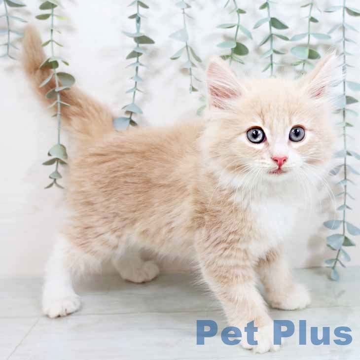 ノルウェージャンフォレストキャット