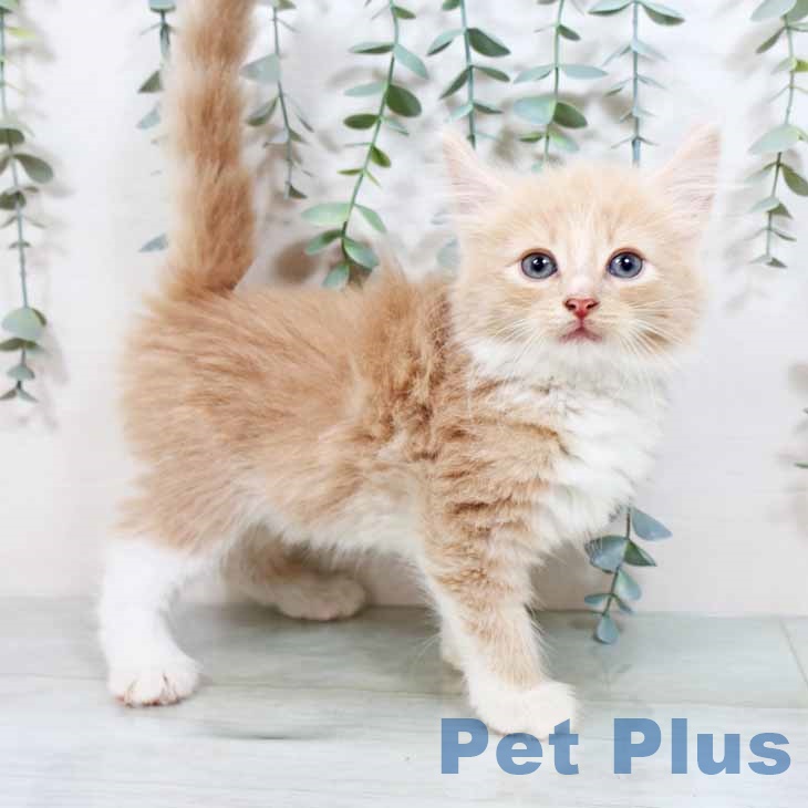 ノルウェージャンフォレストキャット